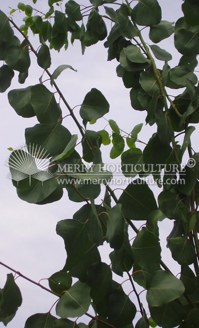 Eucalyptus alba (Leave)